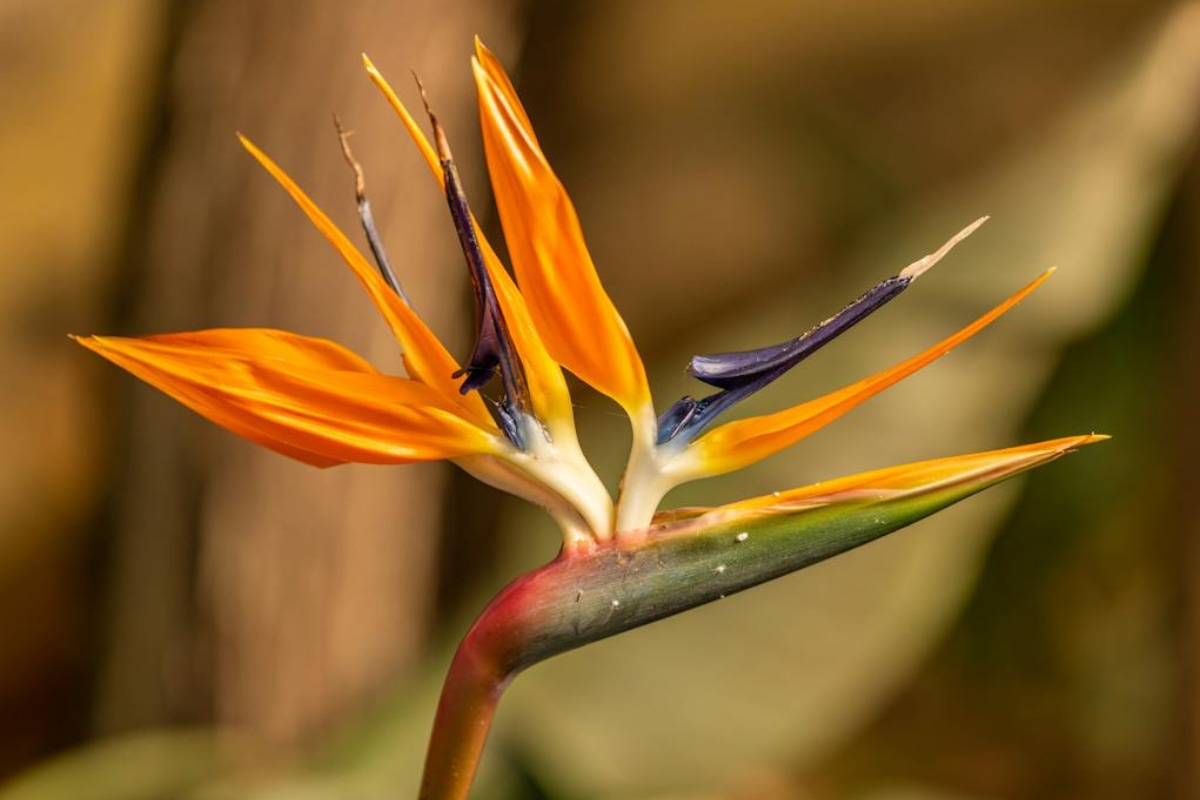 7.Birds of Paradise: Exotic Charm in Name and Nature